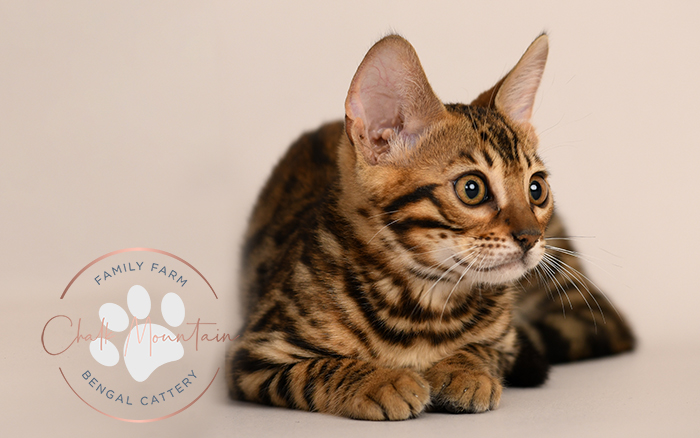 Bengal kitten for sale
